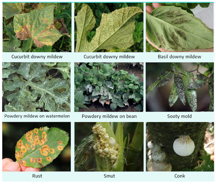 Visible structures produced by plant pathogens.PNG